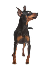 Miniature Pinscher