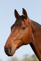 Obraz premium Pferdekopf