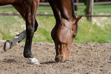 Pferd - Nase im Sand
