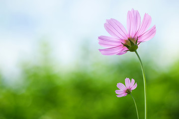 Cosmos flowers on spring background