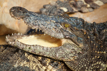 Closeup of a crocodile with open mouth