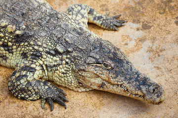Closeup of a crocodile