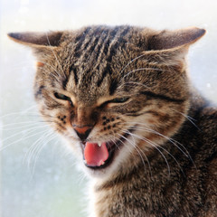 Hissing Cat face