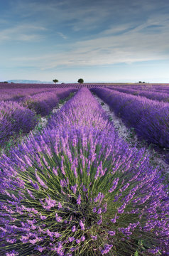 Lavender field in Provence during early hours of the morning