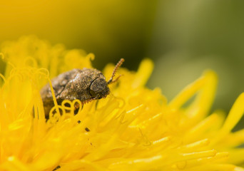 Agrypnus murinus