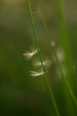 In the grass