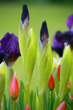 tulips and irisis
