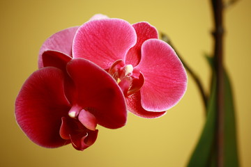 purple orchid