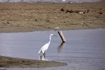 Little Egret, Aigrette Garzette