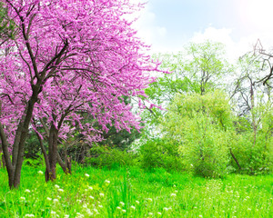 Fototapeta premium Spring landscape