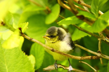 Baby blue tit, chick