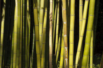 Giant Bamboo forest detail in the late afternoon sun