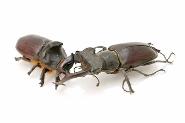 stag beetle and rhinoceros beetle