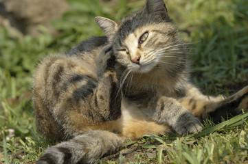 Domestic cat scratching itself under the sun