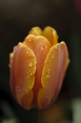 Orange and yellow tulip flower in full bloom under the rain