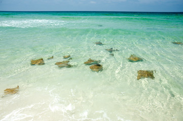 Sting Rays at the coast