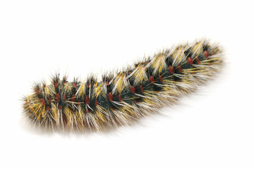 caterpillar on white background