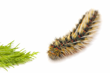 caterpillar