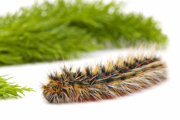 caterpillar