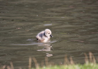 Young black swan, cygnets anatidae
