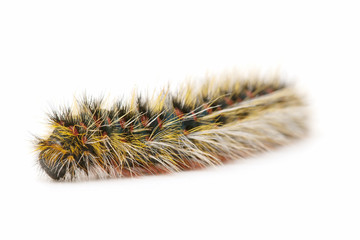 caterpillar on white background