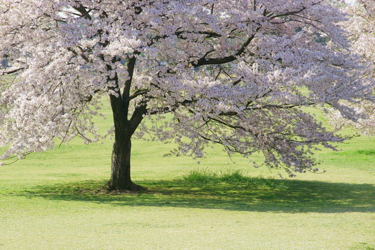 sakura