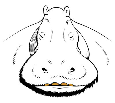 hippopotamus face