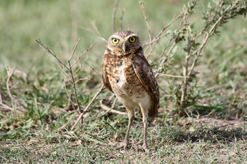 Burrowing owl on the grass in Venezuela