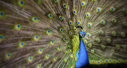 Fotobehang Beauty Peacock © Tahn Chai-a-ya