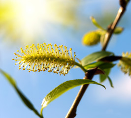 Blooming willow tree.