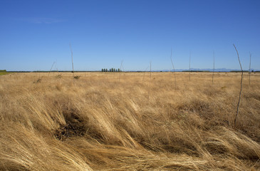 Countryside