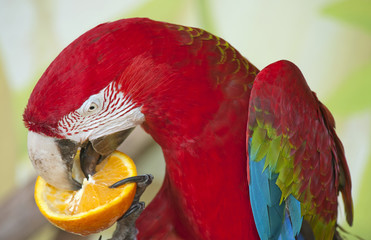 Close up of a Scarlet Macaw eating an orange