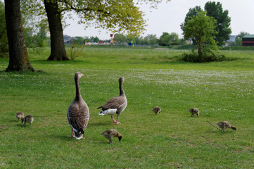 Geese & Chicks