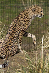 Cheetah