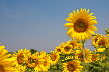 sunflowers against a blue sky