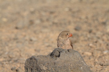 Trumpeter Finch