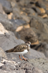 Turnstone (Arenaria interpres)