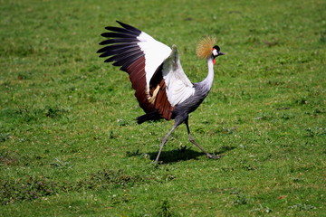 crowned crane