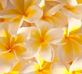Obraz na płótnie Canvas Kwiaty frangipani Mat