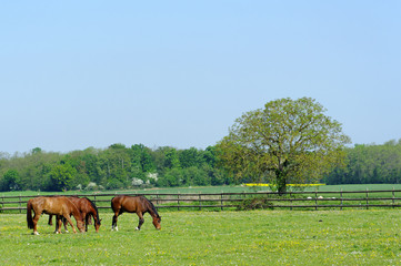 Parc régional naturel du Gâtinais