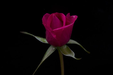 Rosa