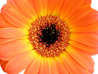 detail of orange gerber