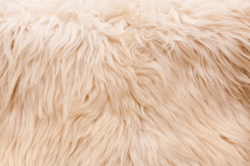 natural furry background