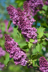 violet flower of the common lilac
