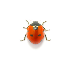 Ladybug