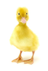 yellow duck