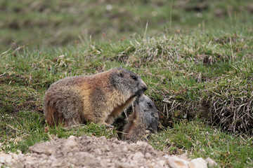 Alpine marmot mother and child