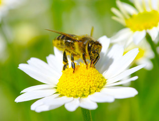 Bee