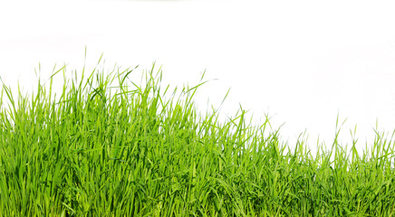 grass on white