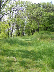 Shadows, path route to Štramberk, way and trees and grass, nature